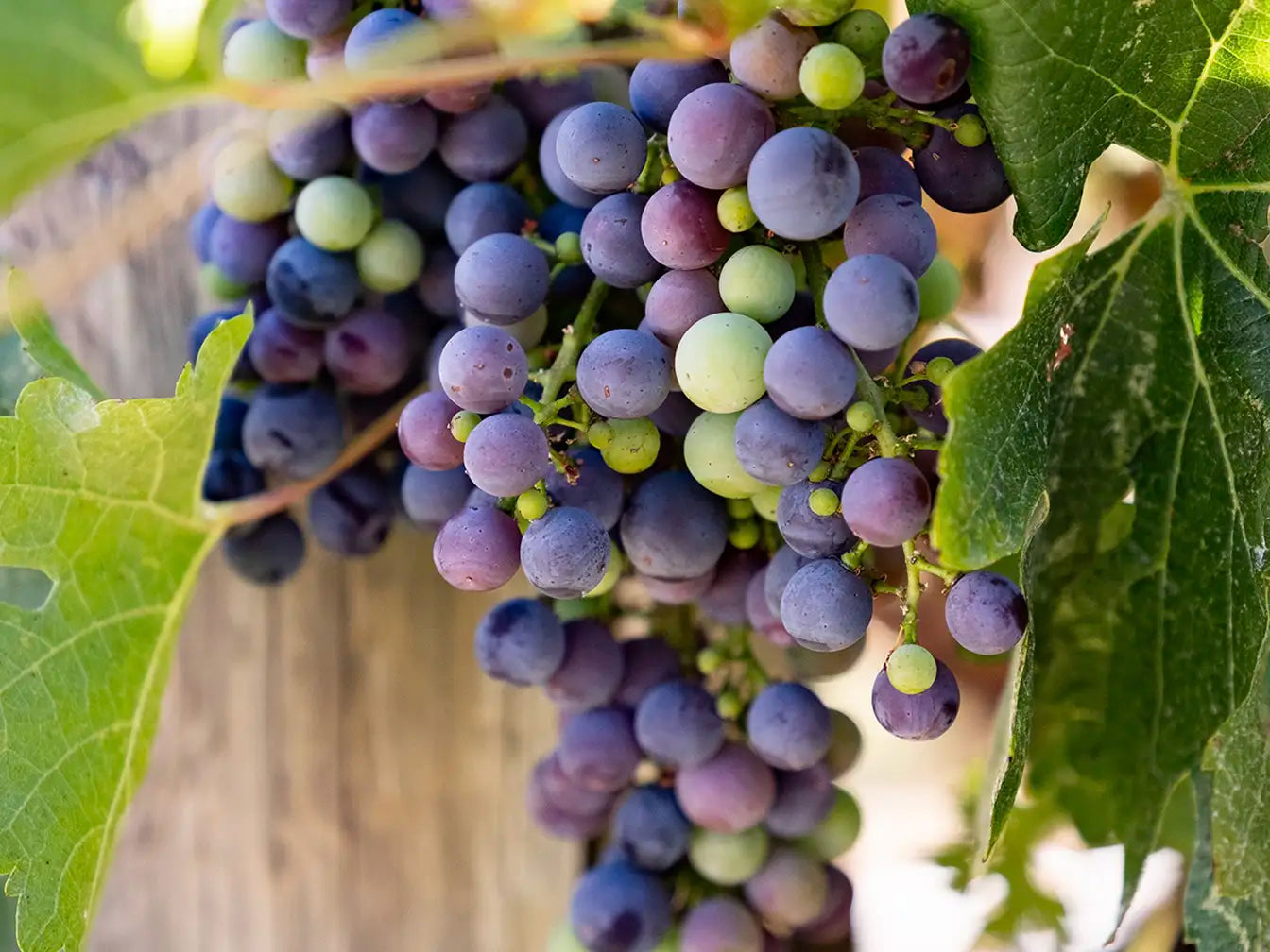 A close-up of wine grapes on the vine during veraison, showing a mix of green and ripening purple berries.
