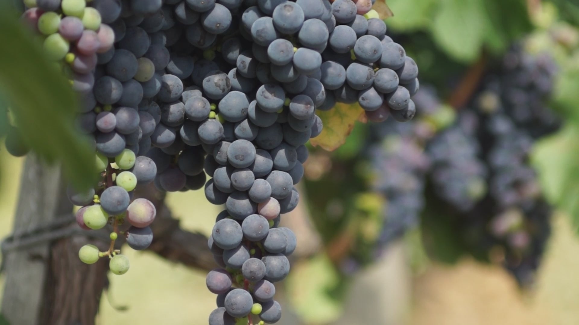 WALT Rita's Crown Pinot Noir winemaker video discussing vineyard and vintage